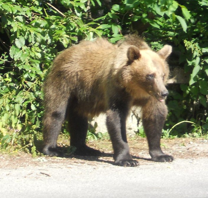 A lakosságot veszélyeztető medvék kilövését kérik